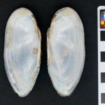 Elliptio angustata, 21-312. Internal views w/scale bar.