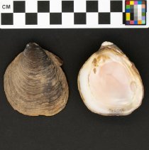 Pleurobema rubrum, 21-396. External and internal views w/scale bar.