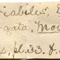 Historic Mazyck label for Cernuella virgata, 21-177.