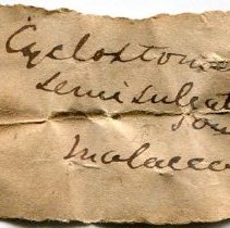 Historic label for Cyclophorus semisulcatus, 21-179.