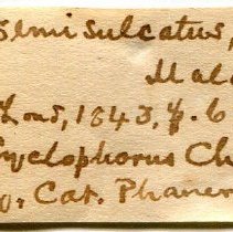 Historic Mazyck label for Cyclophorus semisulcatus, 21-179.
