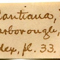 Historic Mazyck label for Monacha cantiana, 21-191.