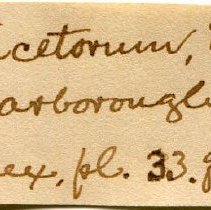 Historic Mazyck label for Helicella itala, 21-195.