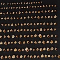 Littorina saxatilis, 21-221. Dorsal and apertural views w/scale bar.