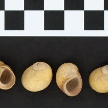 Littorina obtusata, 21-225. Dorsal and apertural views w/scale bar.