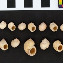Littorina saxatilis, 21-227. Dorsal and apertural views w/scale bar.
