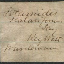 Historic label for Cerithideopsis scalariformis, 21-236.