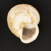 Massylaea vermiculata, 21-256. Apertural and dorsal views.