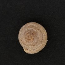 Stenotrema hirsutum, 21-261. Dorsal view of specimen.