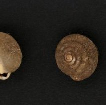 Stenotrema stenotrema, 21-262. Apertural and dorsal views of specimen.