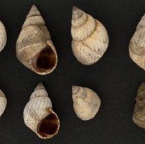 Echinolittorina ziczac, 21-264. Apertural and dorsal views partial lot.