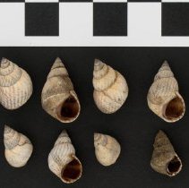 Echinolittorina ziczac, 21-264. Apertural/dorsal views, partial lot w/scale