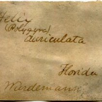 Historic label for Polygyra auriculata, 21-272.