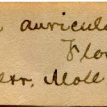 Historic Mazyck label for Polygyra auriculata, 21-272.