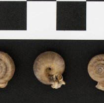 Polygyra auriculata, 21-272. Apertural and dorsal views w/scale bar.