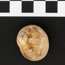 Helix melanostoma, 21-274. Dorsal view of specimen w/scale bar.