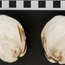 Amblema plicata, 21-275. Interior view of specimen w/scale bar.