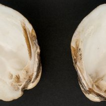 Amblema plicata, 21-275. Interior view of specimen.