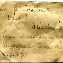 Historic Mazyck label for Amblema plicata, 21-275.