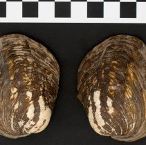 Amblema plicata, 21-275. Exterior view of specimen w/scale bar.