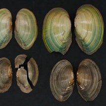 Utterbackiana couperiana, 21-303A. External views w/scale bar.