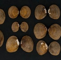 Unionidae indeterminate, 21-305. External views w/scale bar.