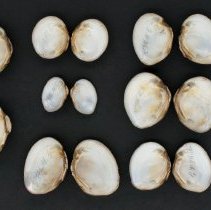 Unionidae indeterminate, 21-305. Internal views w/scale bar.