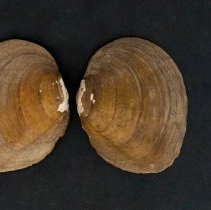 Obovaria arkansasensis, 21-313. External views w/scale bar.