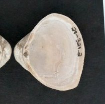 Bivalvia (indeterminate), 21-321. Internal view w/scale bar.
