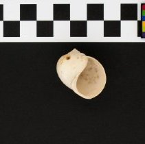 Globularia sigaretina, 21-333. Apertural view of specimen w/scale bar.