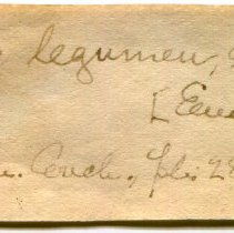 Historic Mazyck label for Pharus legumen, 21-336.