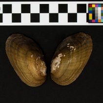 Lampsilis radiata, 21-342. Exterior views w/scale bar.