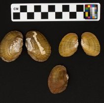 Lampsilis fasciola, 21-344. Exterior views w/scale bar.