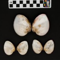 Ellipsaria lineaolata, 21-345. Interior views w/scale bar.
