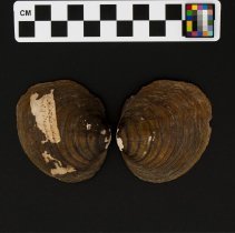 Fusconaia subrotunda, 21-346. Dorsal view of specimen w/scale bar.