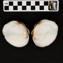 Fusconaia subrotunda, 21-346. Ventral view of specimen w/scale bar.
