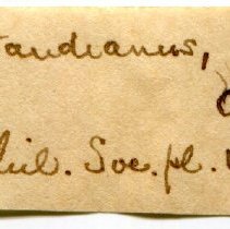 Historic Mazyck label for Fusconaia subrotunda, 21-346.