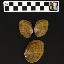 Ptychobranchus fasciolaris, 21-347. Exterior views w/scale bar.