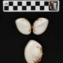 Ptychobranchus fasciolaris, 21-347. Interior views w/scale bar.