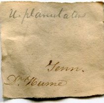 Historic label for Ptychocranchus fasciolaris, 21-347.