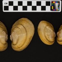 Leptodea fragilis, 21-349B. Exterior views w/scale bar.