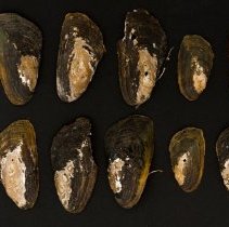 Gonidea angulata, 21-350. External views w/scale bar.