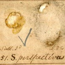 Historic Gibbes label for Sinum perspectivum, 21-354D.