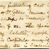 Historic Mazyck label (front) for 21-354.