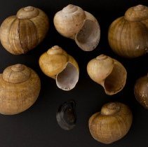 Pomacea paludosa, 21-014. Dorsal, apertural views w/operculum & scale ba