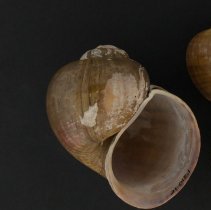 Pomacea paludosa, 21-018. Dorsal and apertural views w/scale bar.