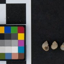 Cincinnatia integra, 21-021. Dorsal and apertural views w/scale bar.