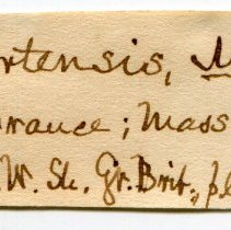 Historic Mazyck label for Cepaea hortensis, 21-254.