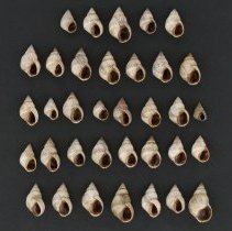 Echinolittorina ziczac, 21-264. Apertural and dorsal views of specimens.
