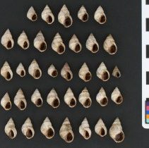 Echinolittorina ziczac, 21-264. Apertural and dorsal views of specimens.